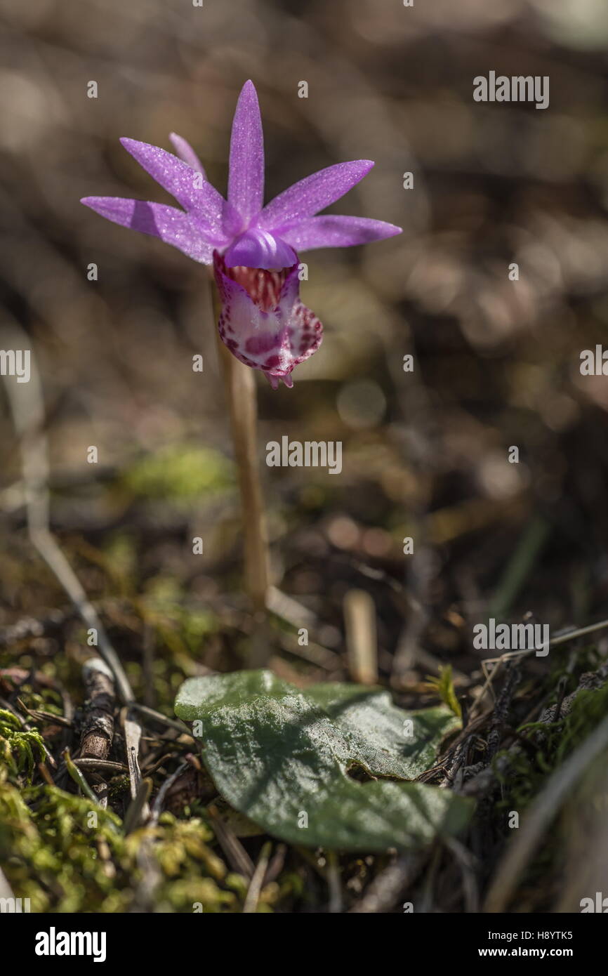 Calypso orchid, Calypso bulbosa, in flower in woodland, Mt. Tamalpais, California. Stock Photo