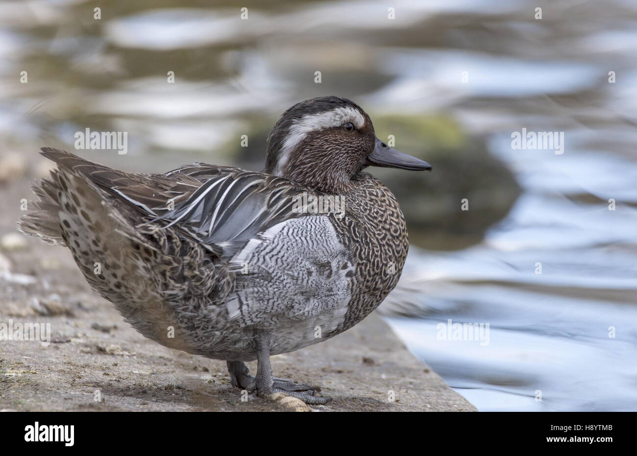 Male Garganey, Anas querquedula on edge of lake; Norfolk Stock Photo ...