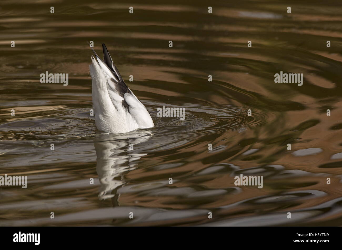 Avocet, Recurvirostra avosetta feeding in shallow water. Early spring. Stock Photo