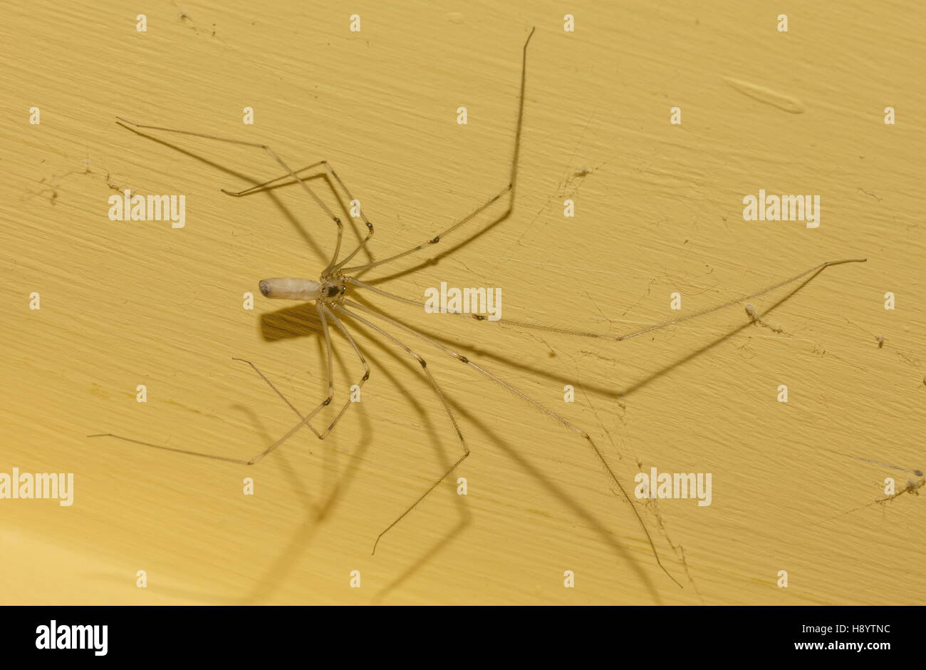 Female Daddy Long-legs Spider, Pholcus phalangioides, on bathroom wall. Stock Photo