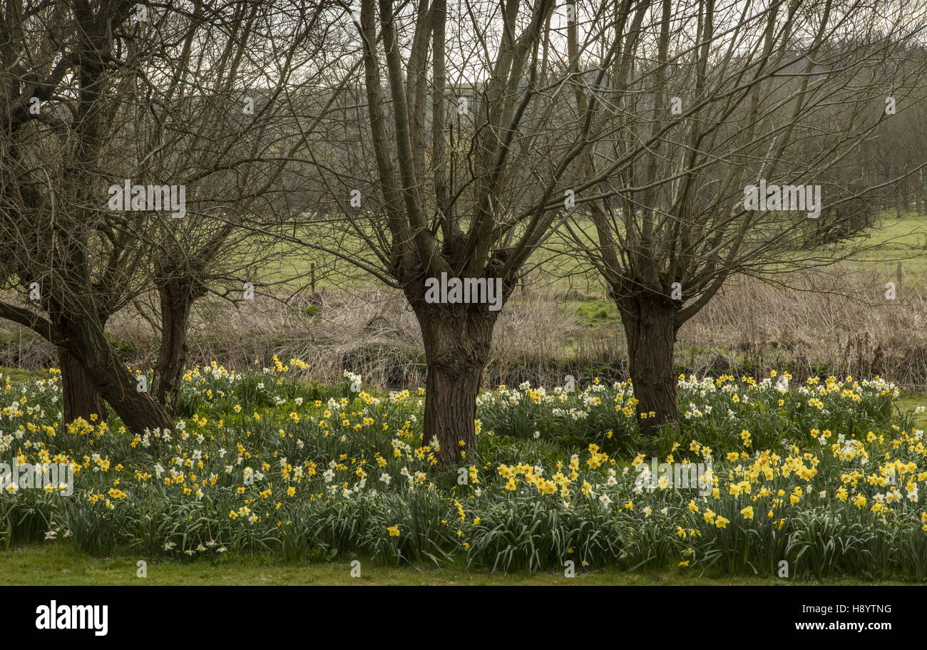 Pollarded willows and daffodils at Middle Woodford, Avon Valley, Wilts. Stock Photo