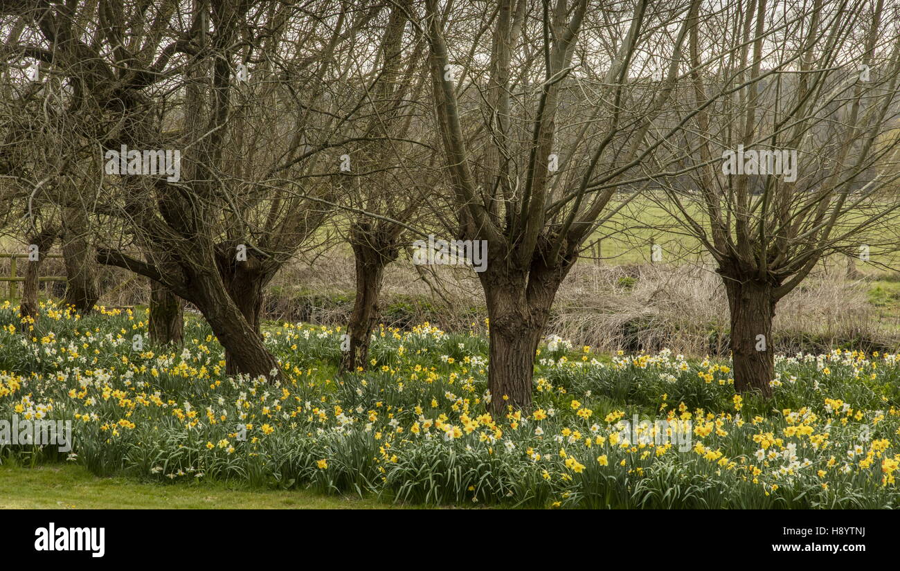 Pollarded willows and daffodils at Middle Woodford, Avon Valley, Wilts. Stock Photo
