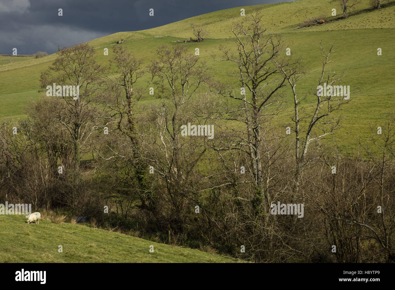 Alder trees in Loscombe Valley Nature Reserve (Dorset Wildlife Trust), West Dorset. Stock Photo