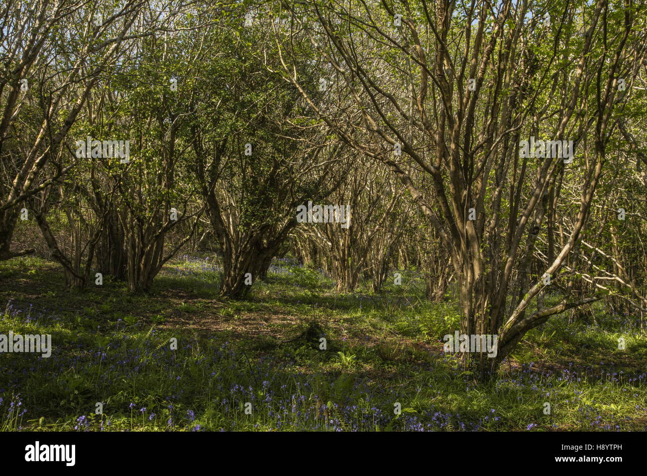 Ancient hazel coppice in spring, near Penmaen, Gower Peninsula, South Wales. Stock Photo