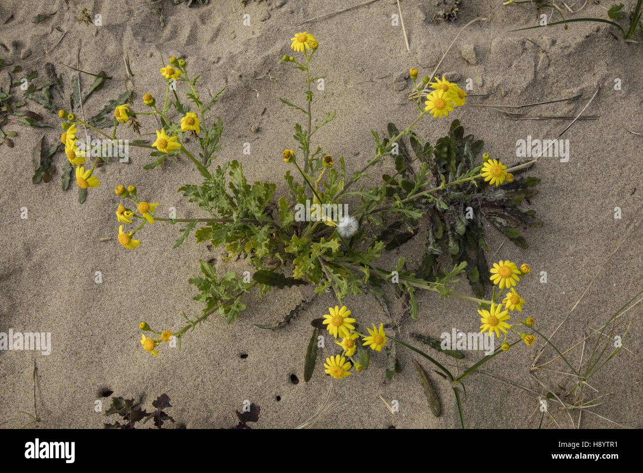 Oxford Ragwort, Senecio squalidus on sand dunes, Gower Peninsula, South Wales. Stock Photo