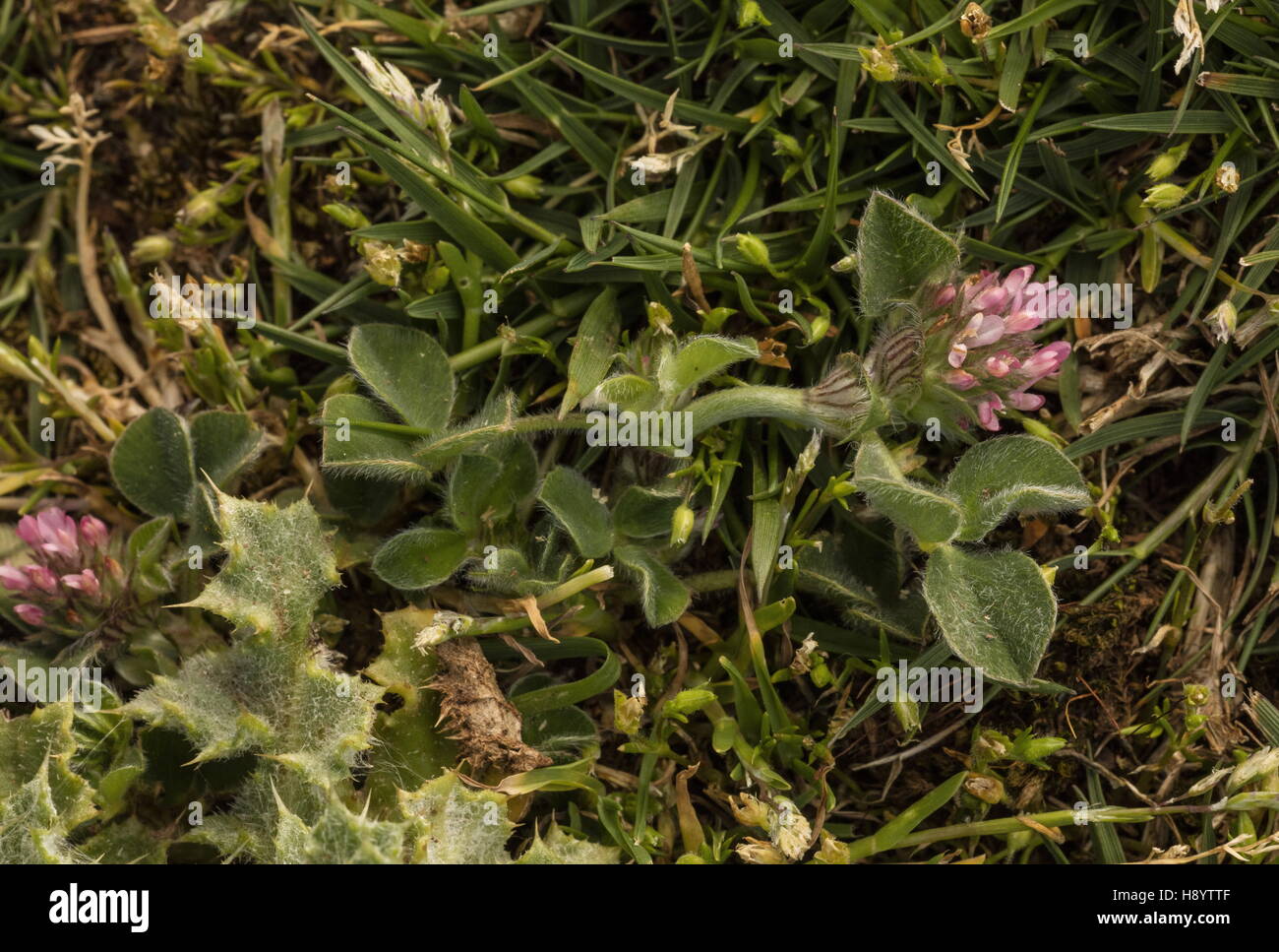Knotted Clover, Trifolium striatum in flower in coastal turf; Gower Peninsula, South Wales. Stock Photo