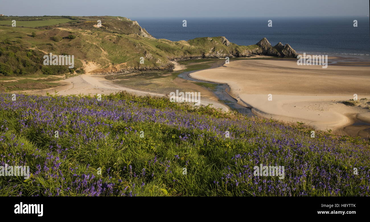 Three Cliffs Bay in spring, with bluebells in flower; Penmaen, Gower Peninsula AONB, South Wales. Stock Photo