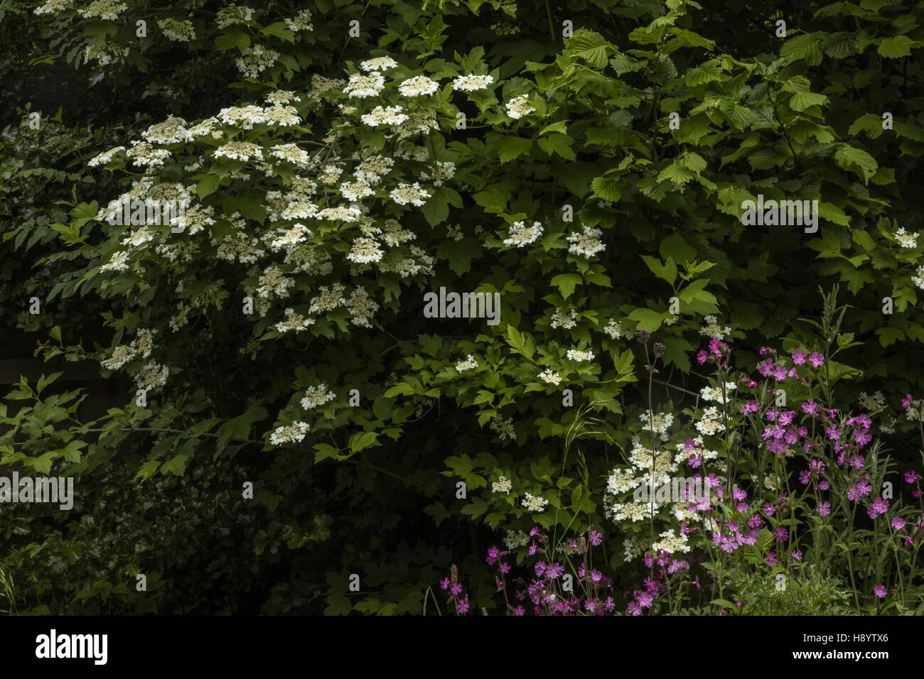 Shrub corner with Guelder Rose, red campion, Hazel etc in a wildlife garden, Dorset. Stock Photo