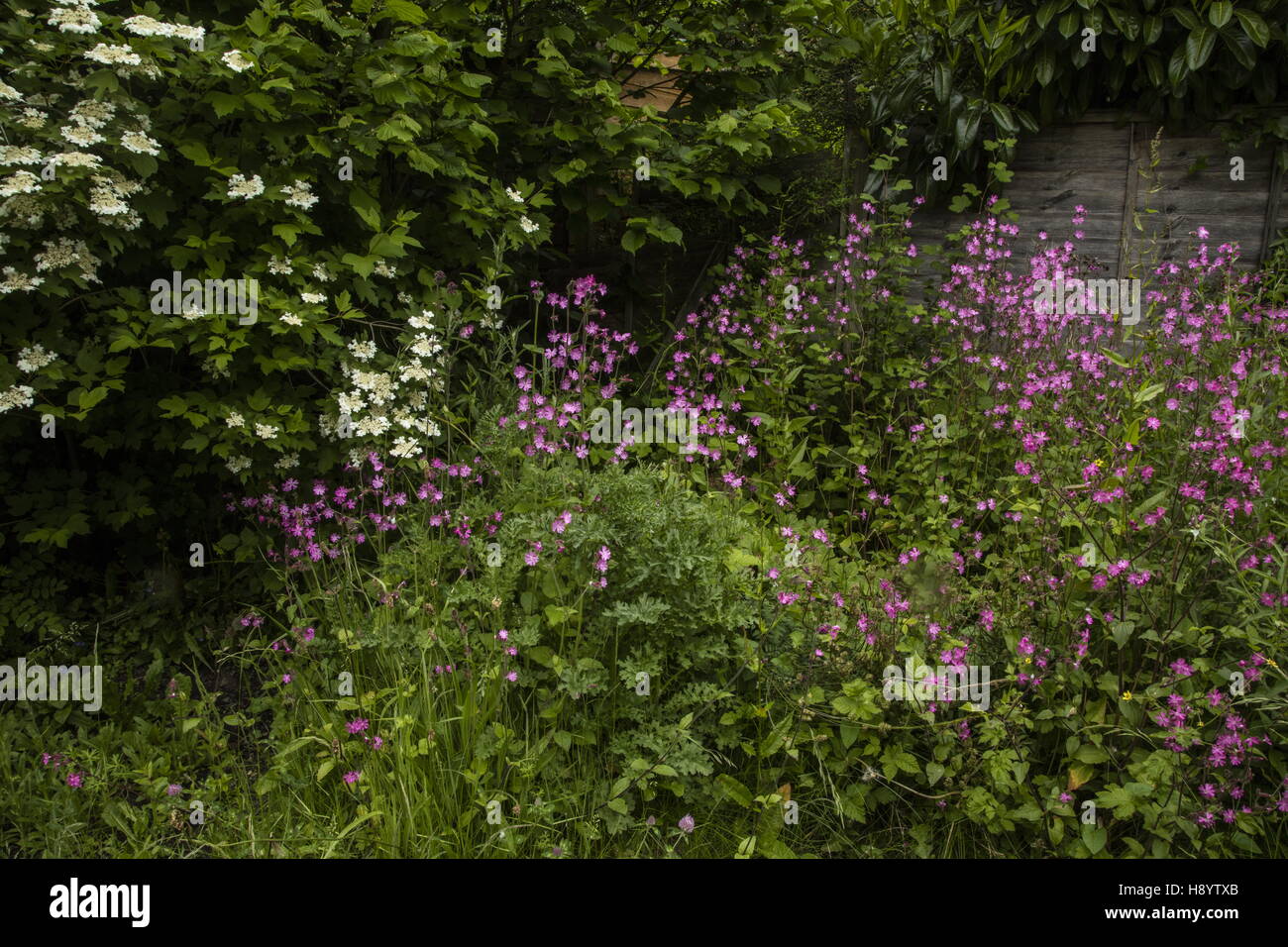 Shrub corner with Guelder Rose, red campion, Hazel etc in a wildlife garden, Dorset. Stock Photo