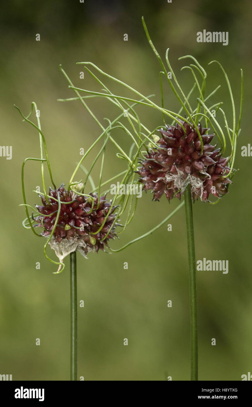Wild Onion, Allium vineale with germinating bulbils, due to wet spring. Dorset. Stock Photo