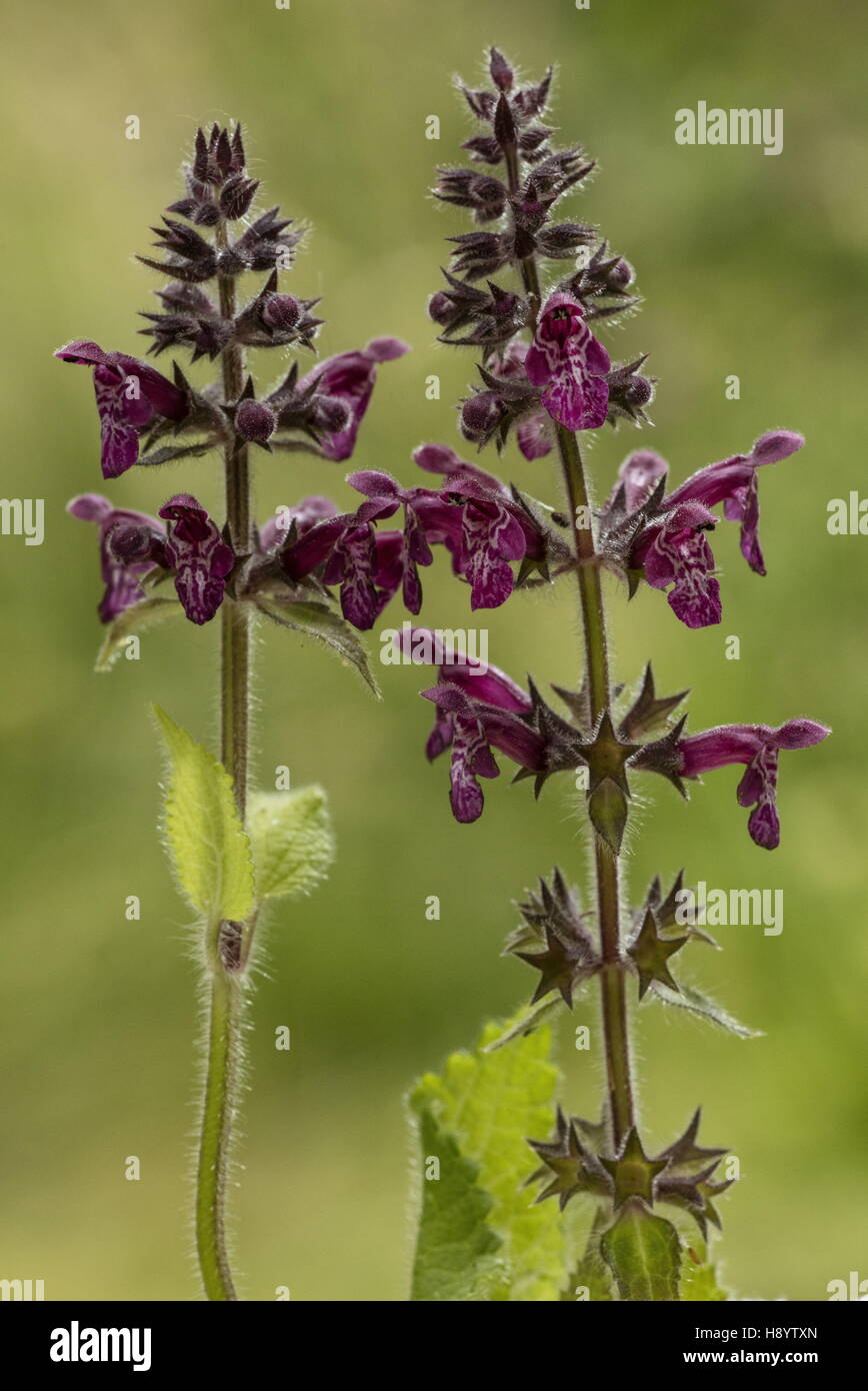 Hedge Woundwort, Stachys sylvatica in flower. Stock Photo