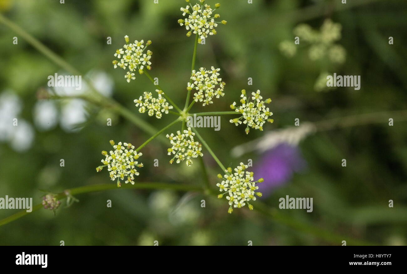 Pepper Saxifrage, Silaum silaus, umbel in flower, old meadow. Stock Photo