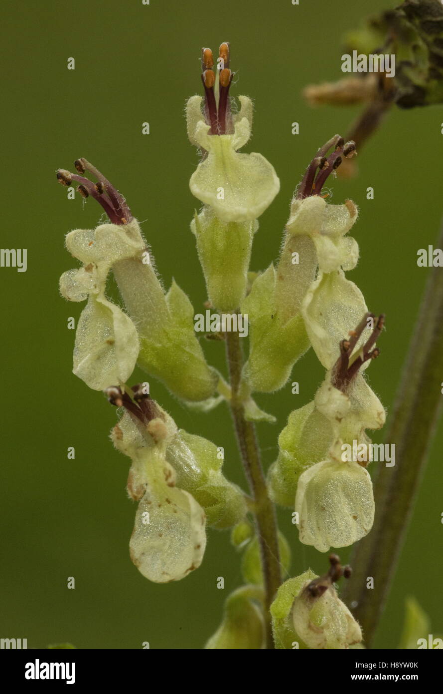 Wood Sage, Teucrium scorodonia in flower, Dorset. Stock Photo