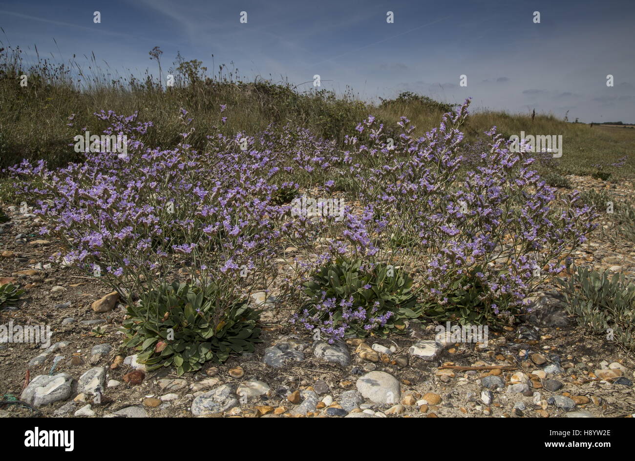 Rock sea-lavender, Limonium binervosum on shingle at Cuckmere Haven, East Sussex. Stock Photo