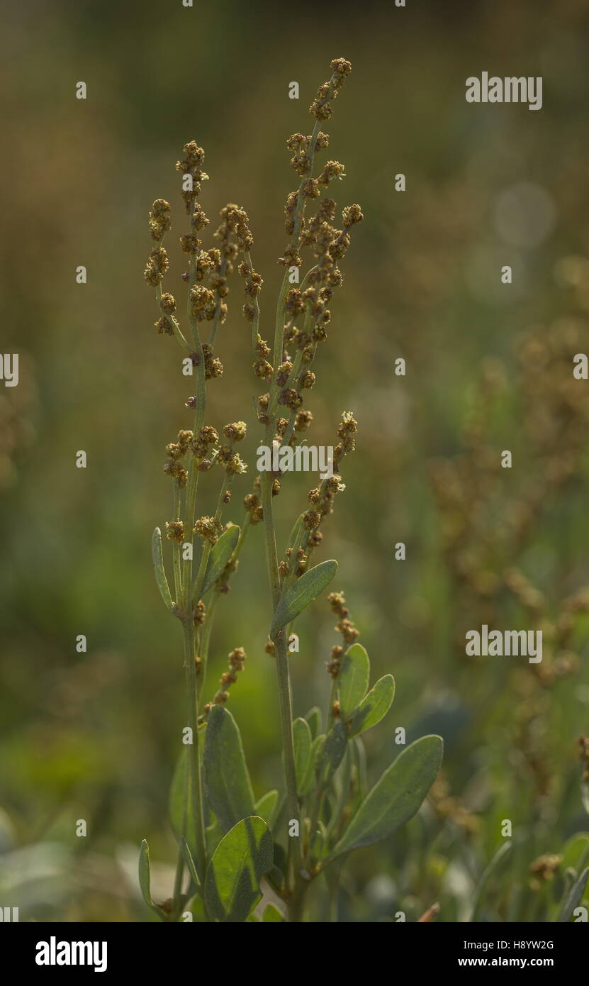 Sea-purslane, Atriplex portulacoides, Halimione portulacoides Stock Photo