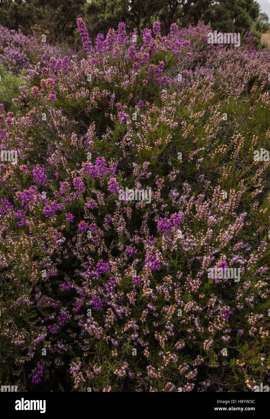 Dorset Heathland - Bell Heather, Erica cinerea, and Heather Calluna vulgaris, Hartland Moor, Dorset. Stock Photo