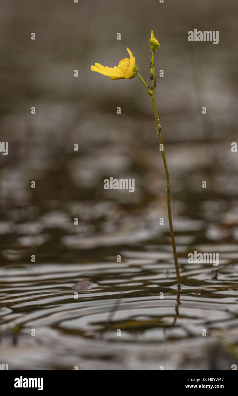 Northern bladderwort, Utricularia stygia in flower in acidic pool, Hartland Moor, Dorset. Stock Photo