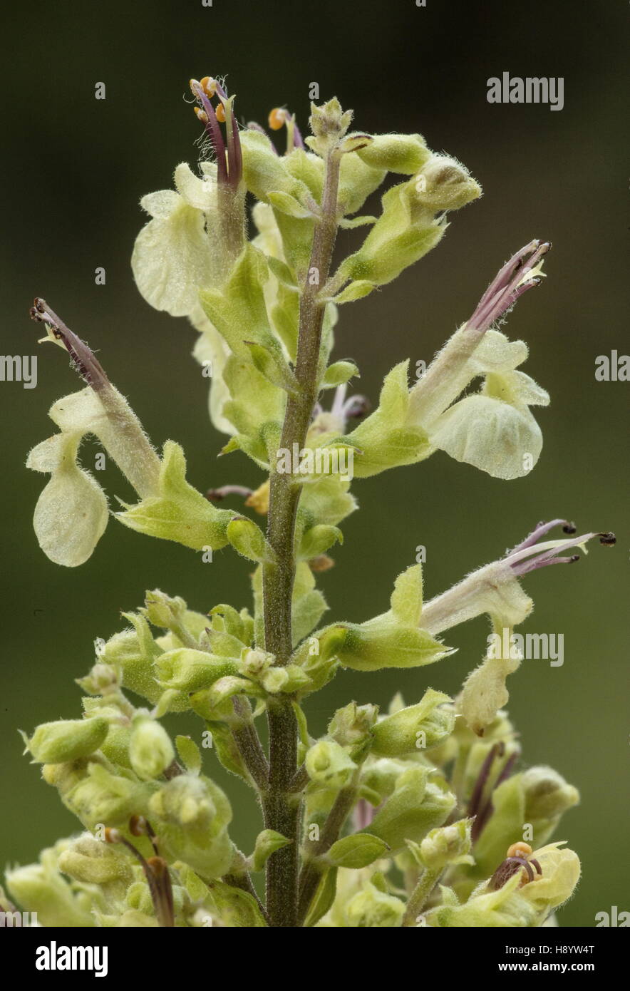 Wood Sage, Teucrium scorodonia in flower, Dorset. Stock Photo
