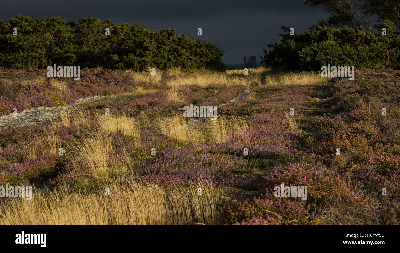 Corfe Castle from Middlebere Heath on a stormy late summer evening. Dorset. Stock Photo