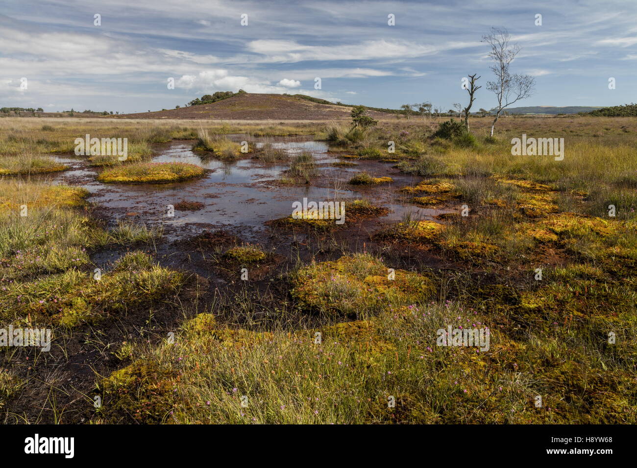 Bog pools and vegetation on Middlebere Heath, Hartland Moor NNR, Dorset. Stock Photo