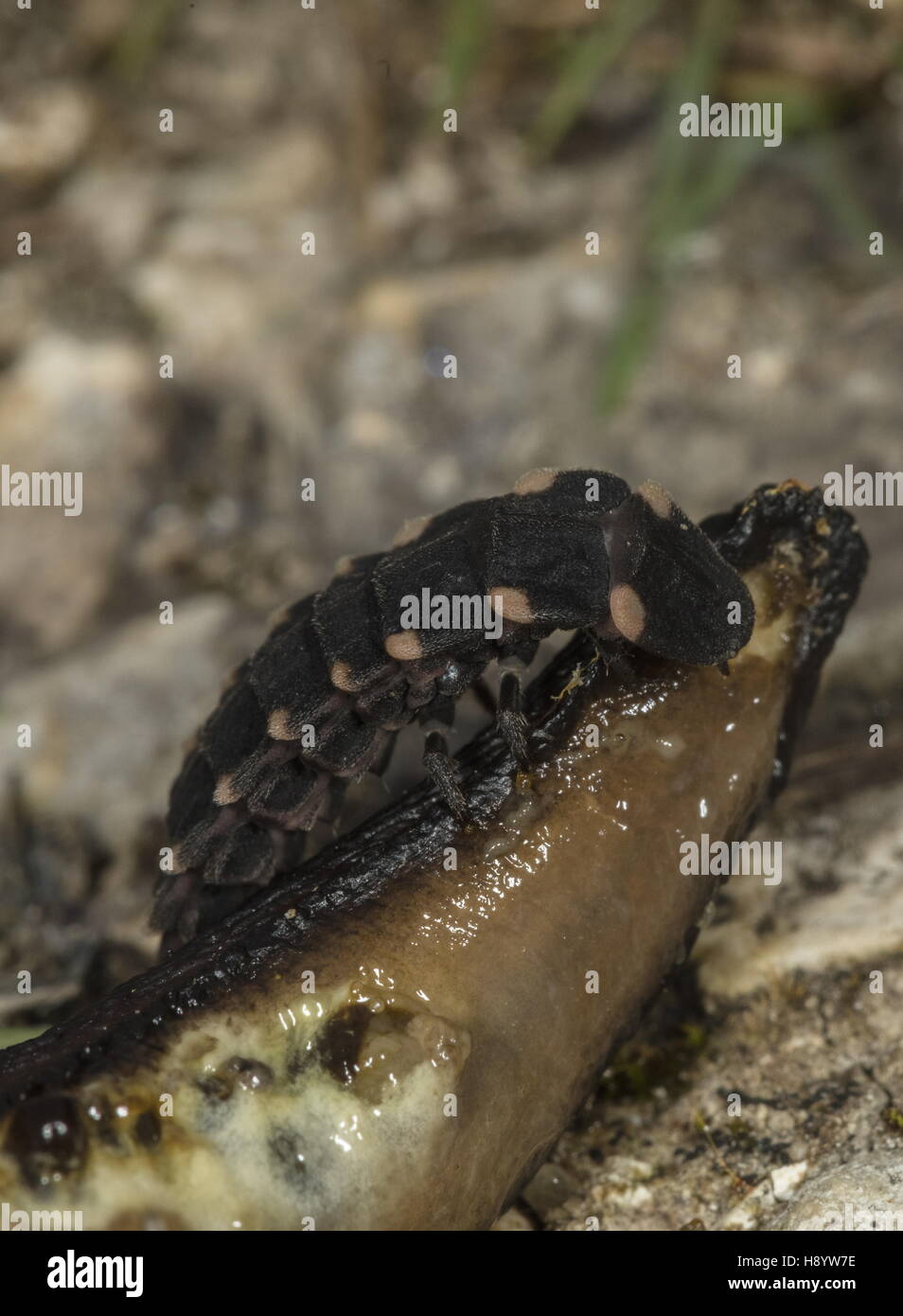 Glow-worm larva, Lampyris noctiluca, feeding on a slug. Chalk downland, Dorset. Stock Photo