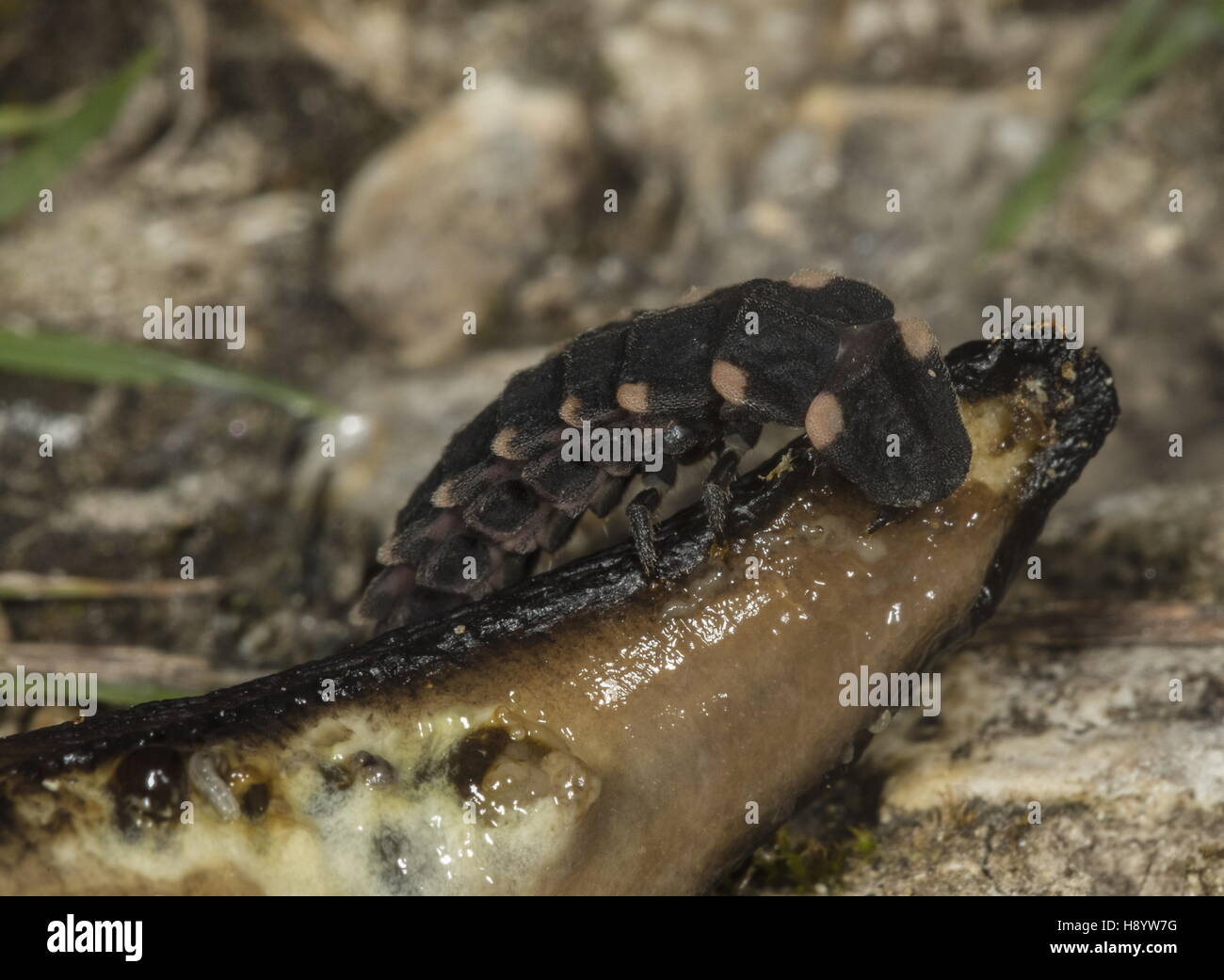 Glow-worm larva, Lampyris noctiluca, feeding on a slug. Chalk downland, Dorset. Stock Photo