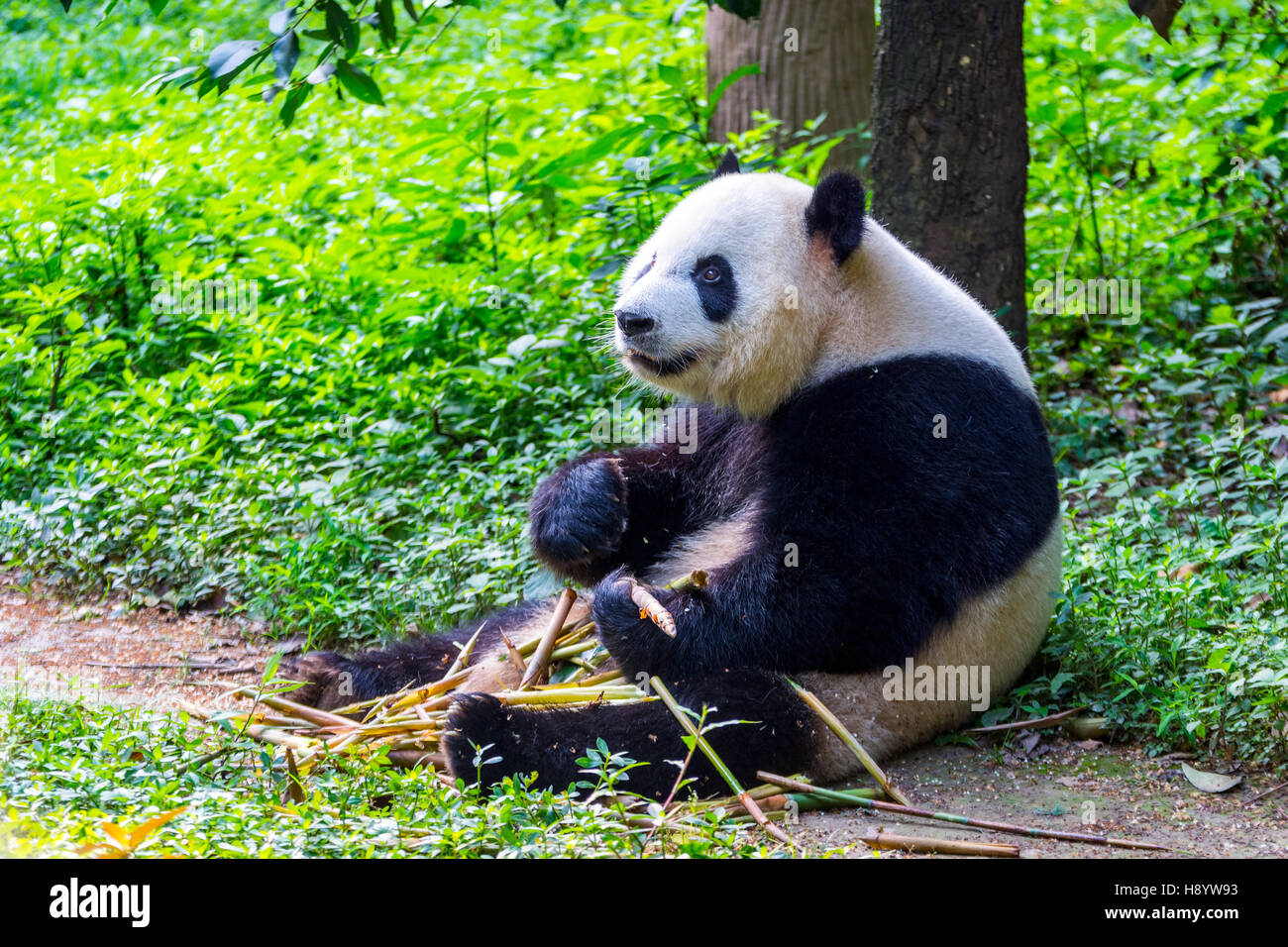 Giant panda bear (Ailuropoda melanoleuca) sitting and eating fresh bamboo Stock Photo
