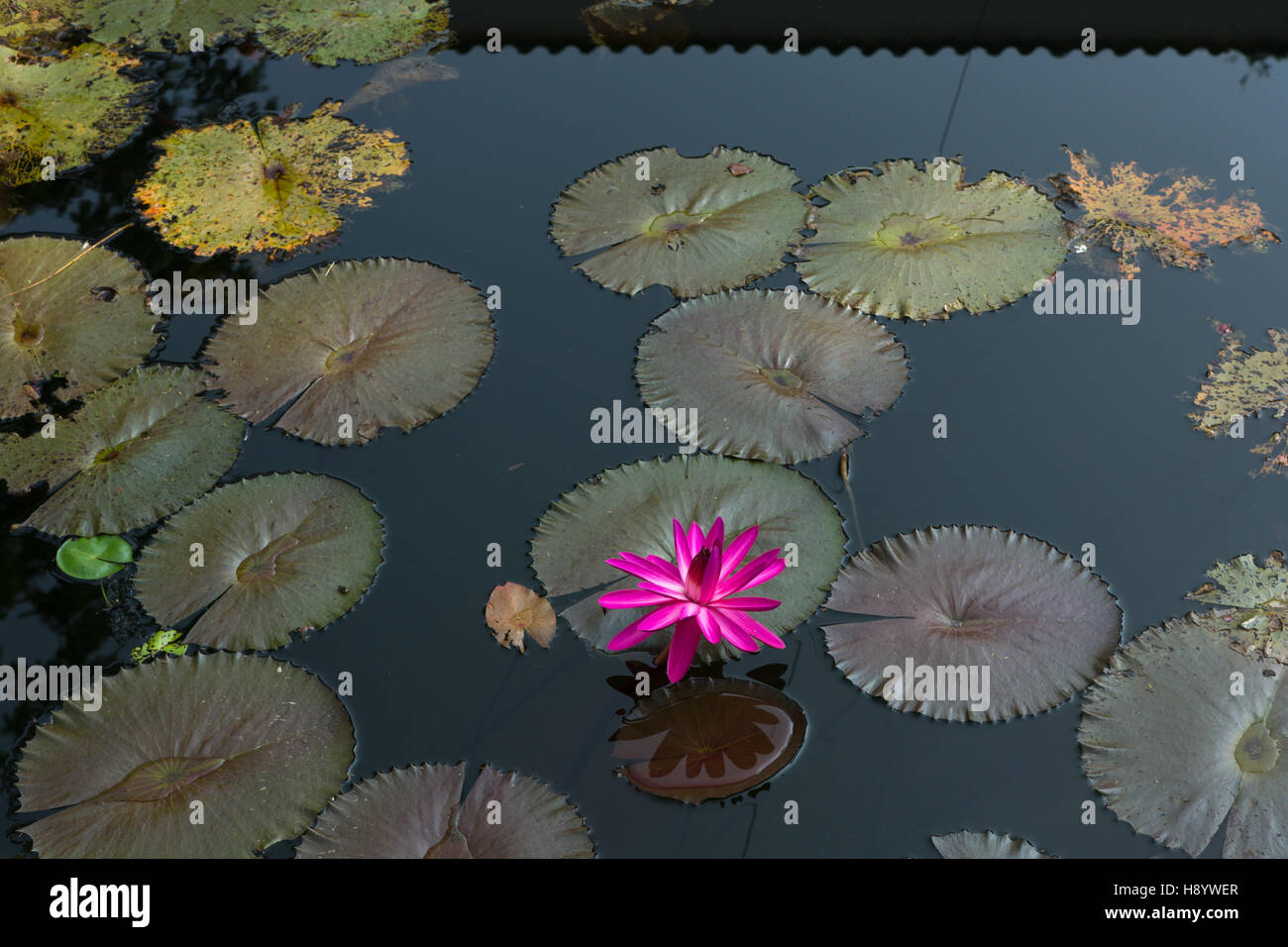 Bright Pink Lotus flower in a pond Stock Photo Alamy