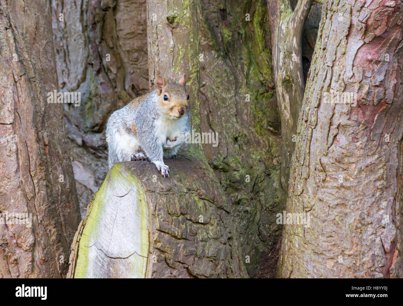 Keep a good hold on your nuts. Every squirrel's motto. Stock Photo