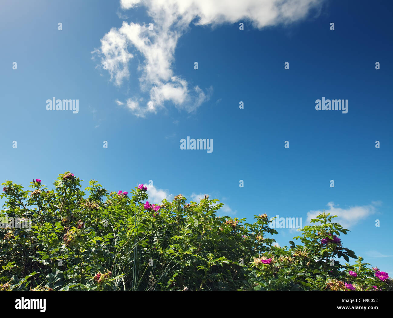 rosa rugosa with a blue sky Stock Photo - Alamy