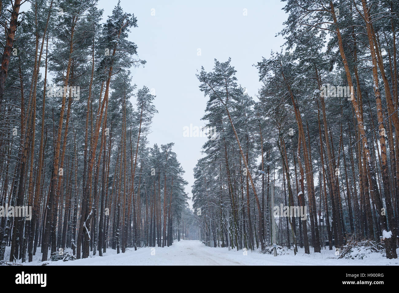 White pine forest hi-res stock photography and images - Alamy