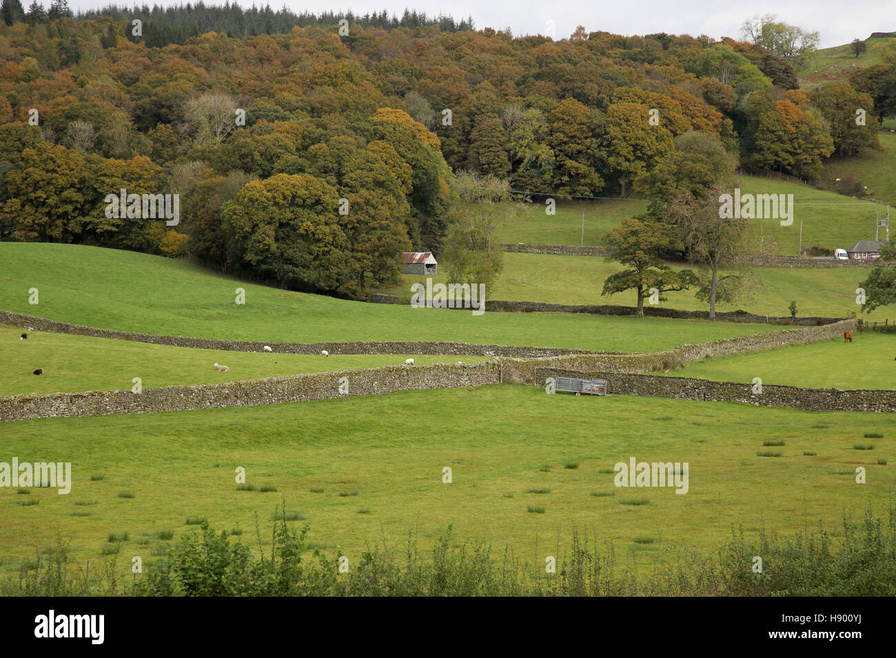 lakeland dry stone walls lake district cumbria Stock Photo Alamy
