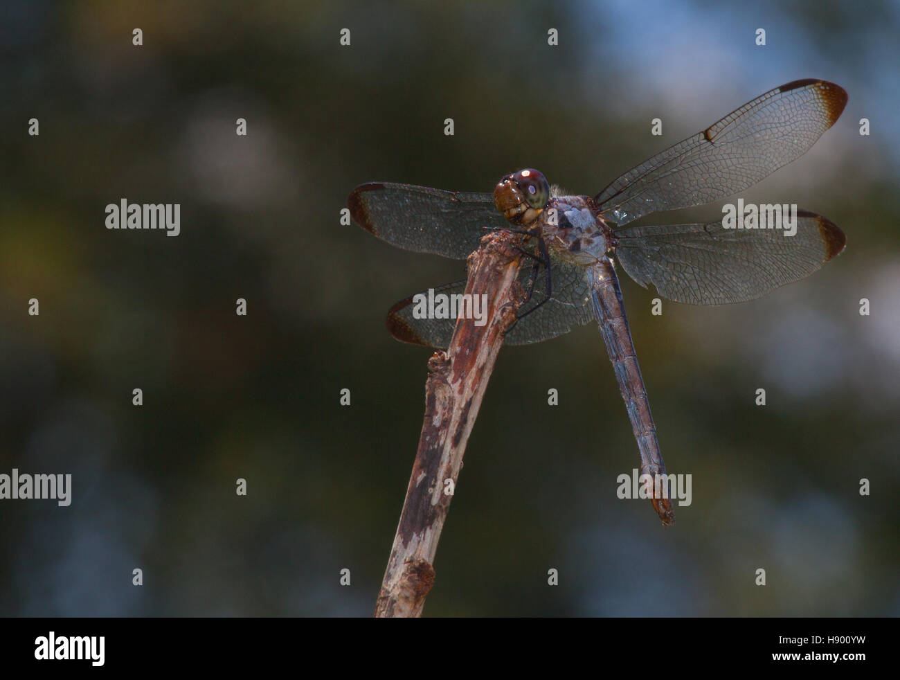 Dragonfly resting on a stick with out of focus trees behind Stock Photo