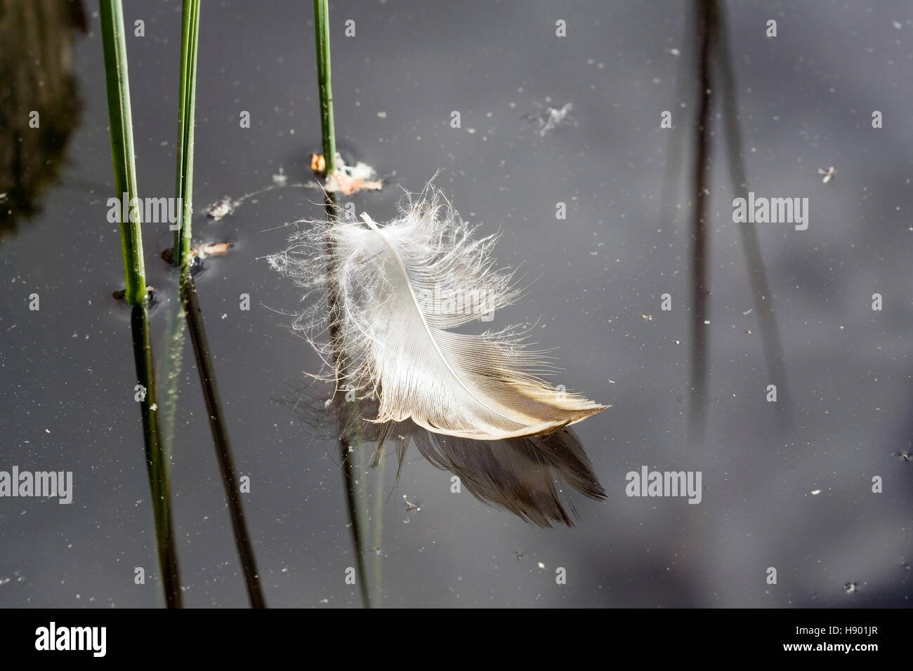 Feather float hires stock photography and images Alamy