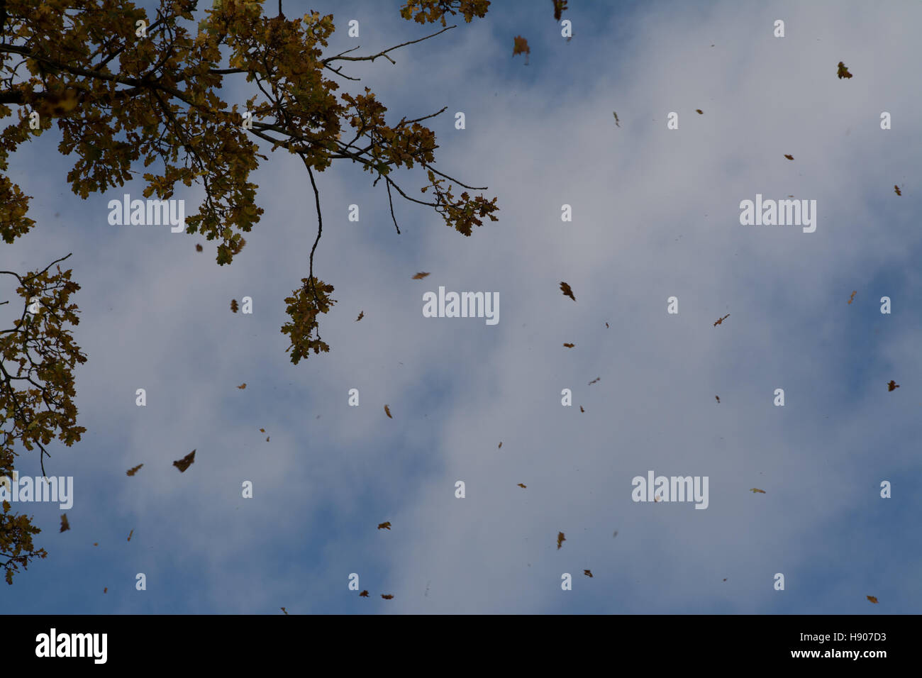 Autumn leaves being blown off of tree during windy weather Stock Photo