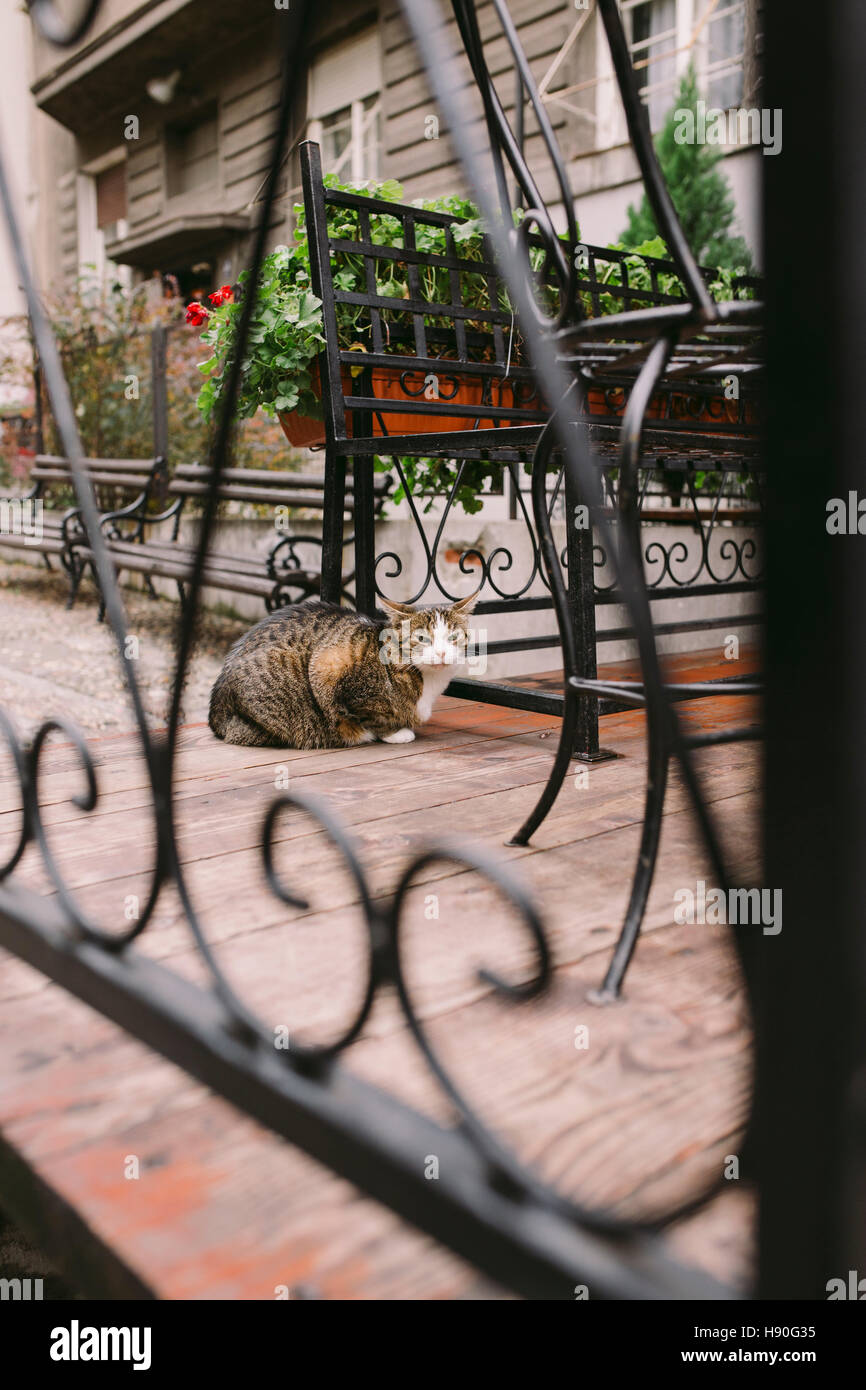 Cat sitting on the street Stock Photo - Alamy