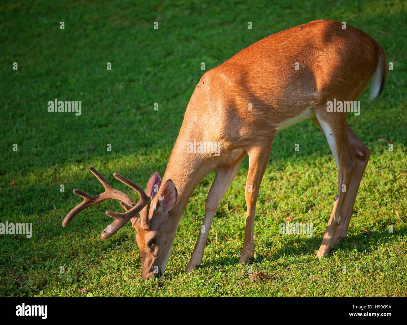 Deer with antlers in velvet eating some grass Stock Photo Alamy
