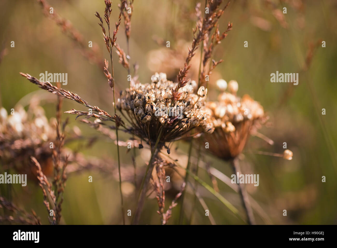 Allium seedheads among Sesleria autumnalis 'Summer Beauty',Oudolf Field, Hauser & Wirth, Somerset, UK. September. Designerr Piet Oudolf. Stock Photo