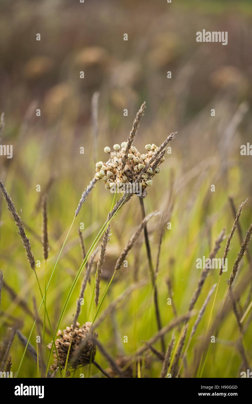 Allium seedheads, Oudolf Field, Hauser & Wirth, Somerset, UK. September. Designer Piet Oudolf. Stock Photo