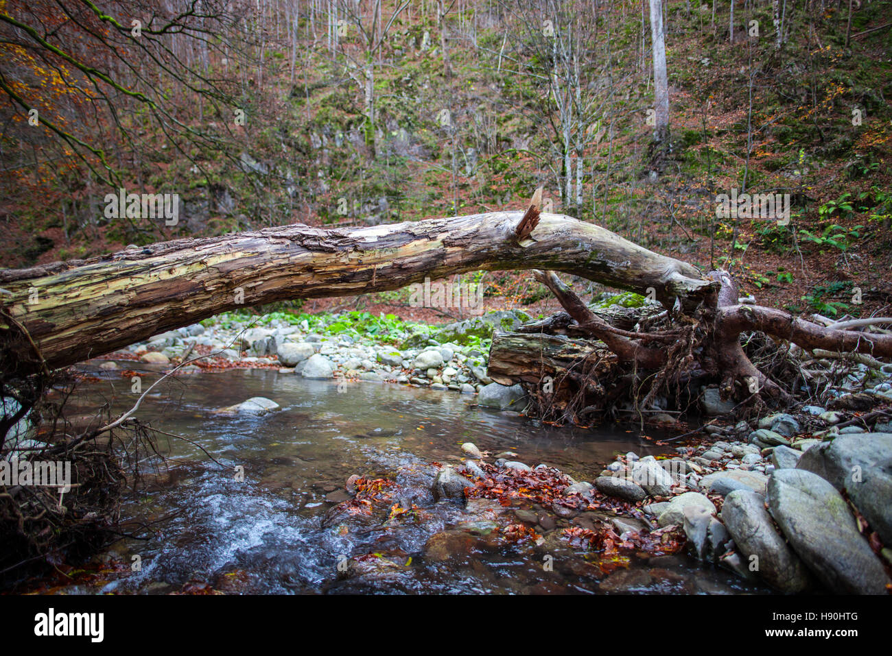Trunk tree pass wild river in carpathian mountains,Romania Stock Photo