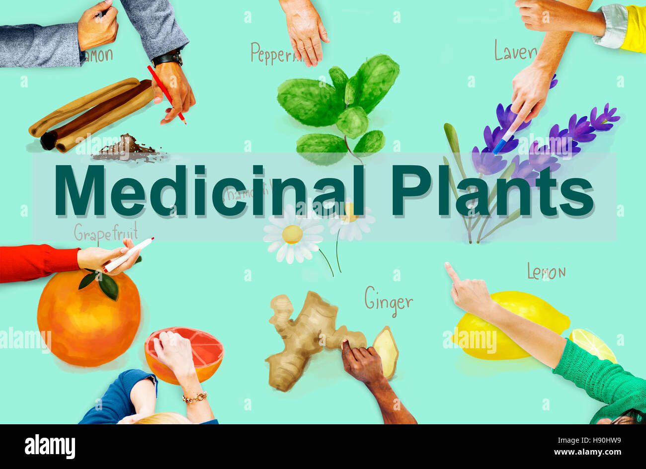 Medicinal Plants Natural Cure Herb Herbalism Concept Stock Photo