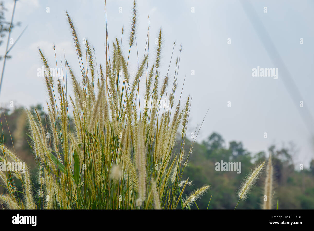 Close up Poaceae grass flower countryside of thailand Stock Photo