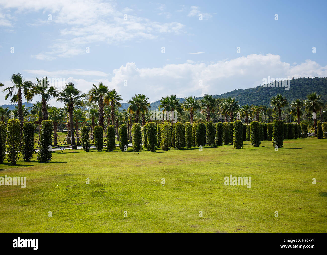palm tree in garden Stock Photo - Alamy