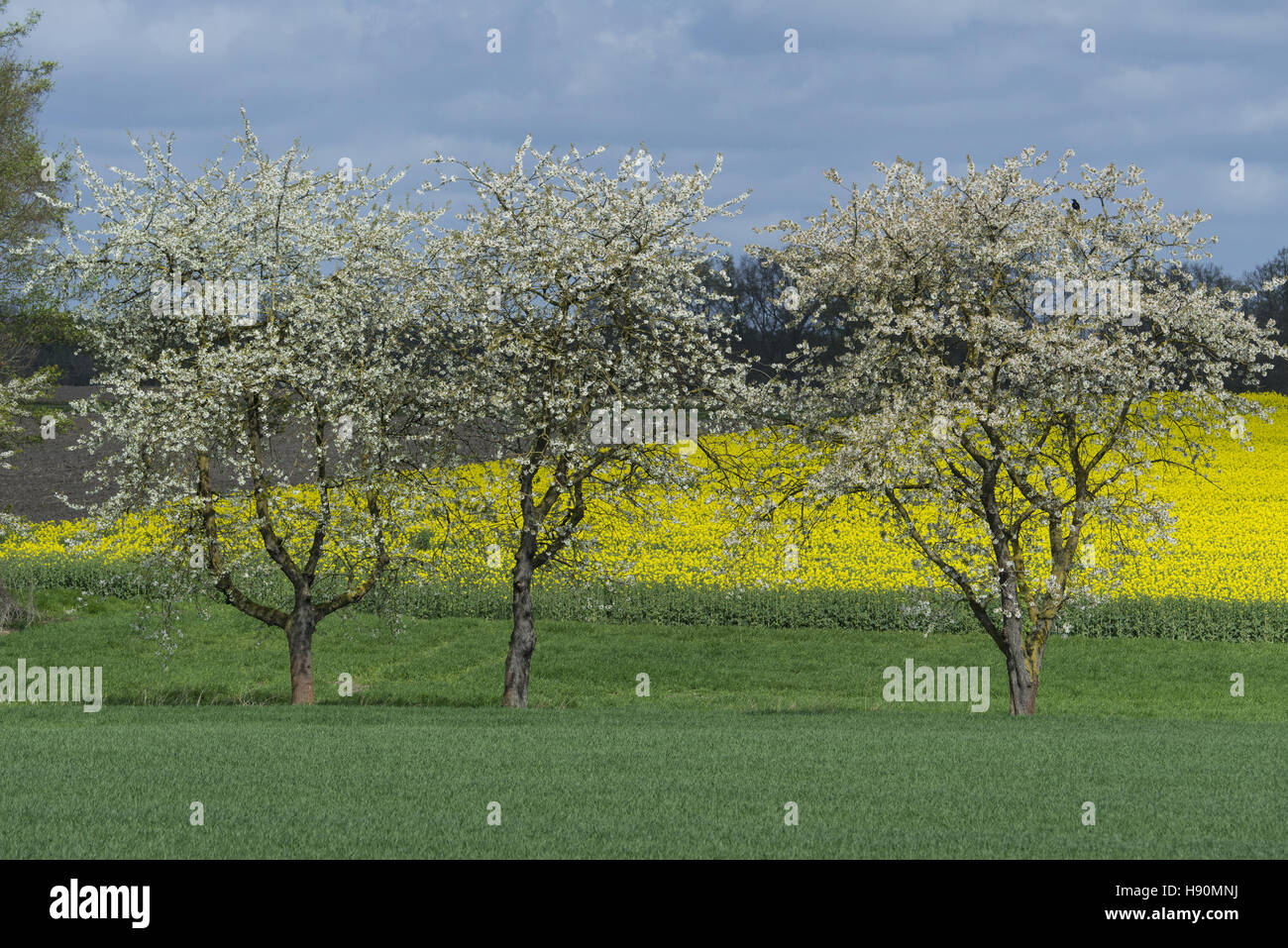 blooming cherry tree in rape field at oldenburg münsterland, damme-osterfeine, landkreis vechta, niedersachsen, germany Stock Photo