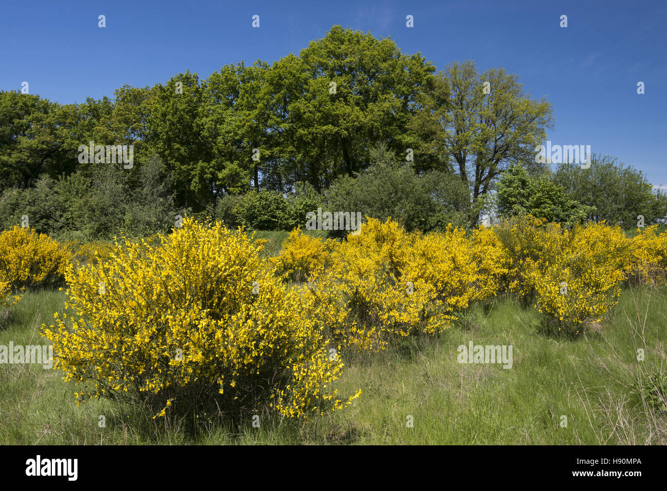 blooming broom, visbek, vechta district, oldenburg münsterland, lower saxony, germany Stock Photo