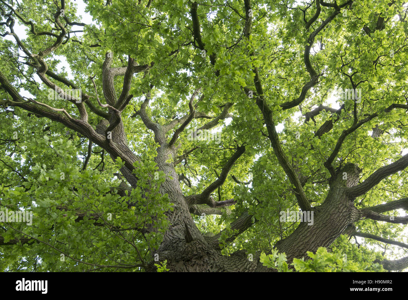 Oak tree leaves close up hires stock photography and images Alamy