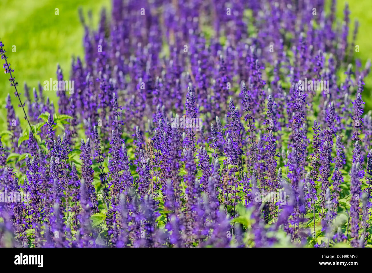Sage purple flowers Stock Photo Alamy