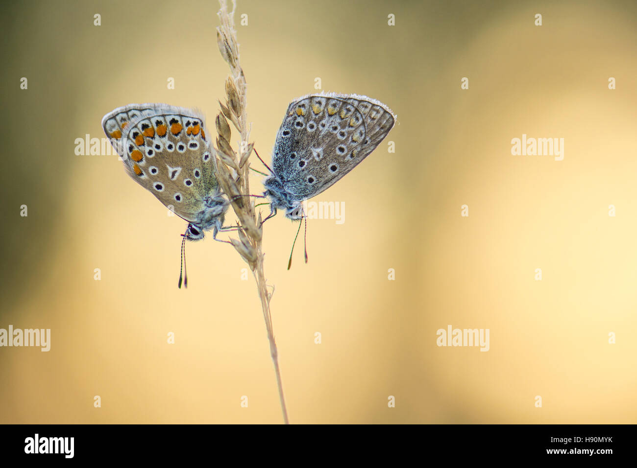 common blues (polyommatus icarus) on grass, lower saxony, germany Stock Photo