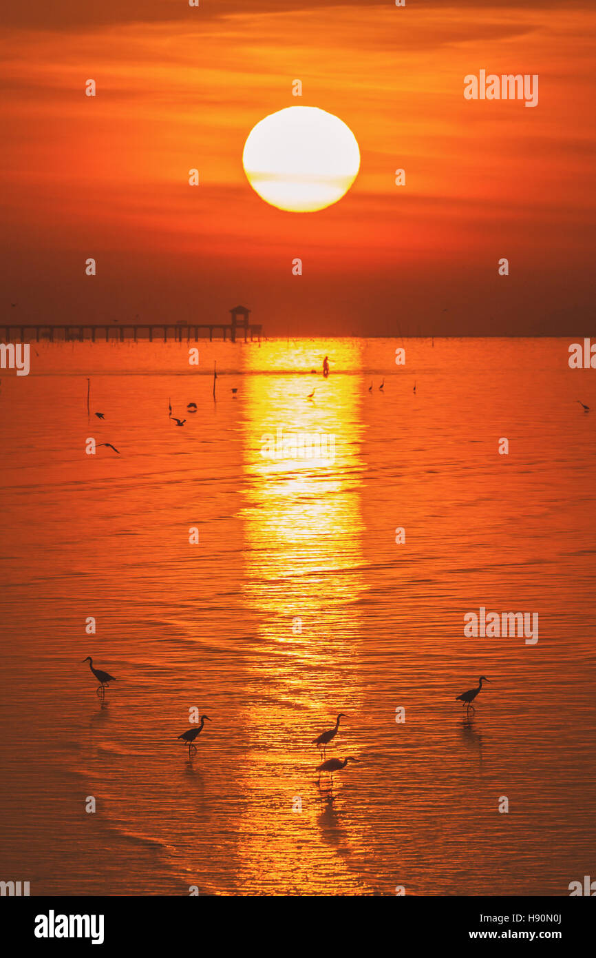 Vertical scene of egrets walking on beach surface to find food during golden hour of sunrise reflecting on water surface. Stock Photo