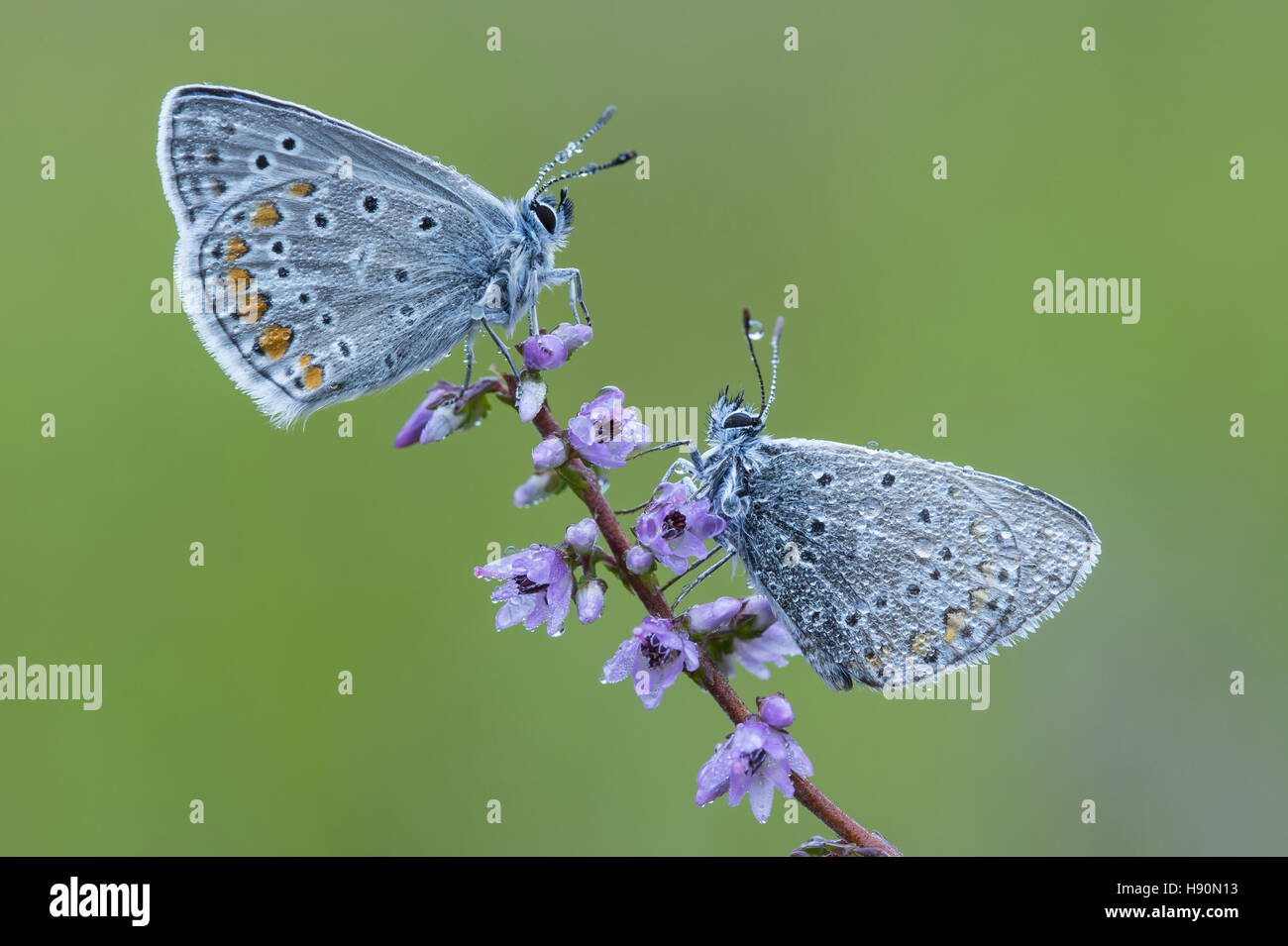 common blues (polyommatus icarus) on common heather, lower saxony, germany Stock Photo